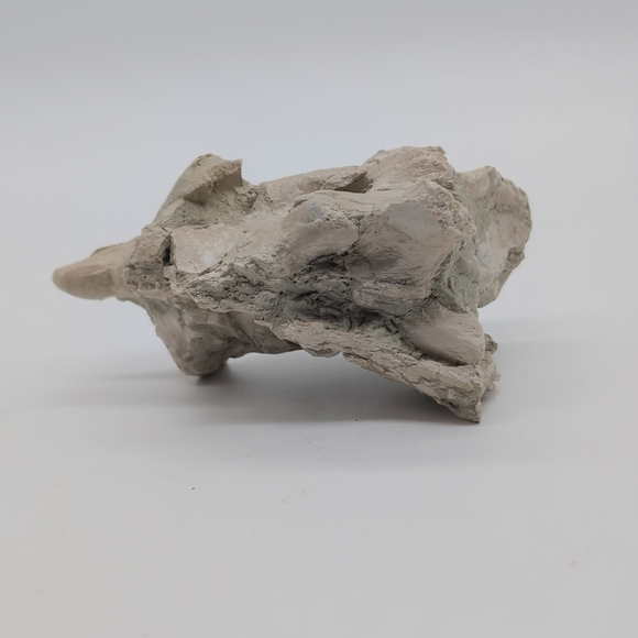 Natural Oreodont Vertebra Fossil In Stone Matrix - Picture 10 of 11